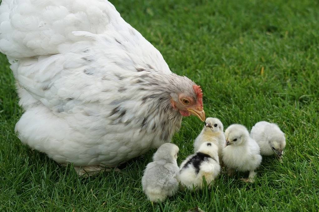 Entretenir sa pelouse avec des poules