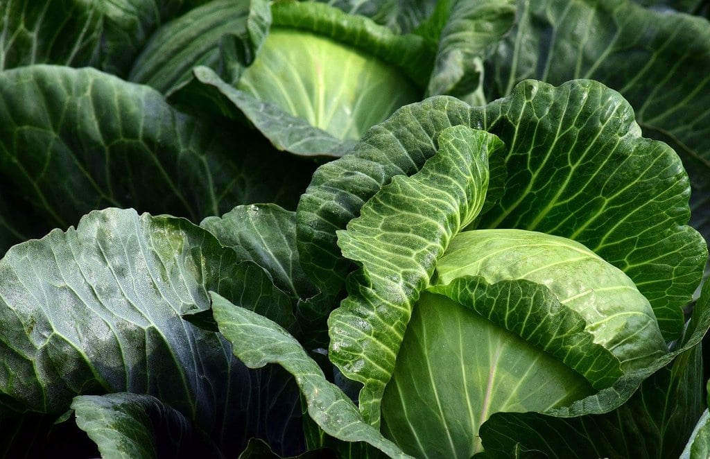 Comment arroser son potager automatiquement ?