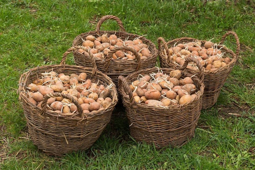 Les compétences essentielles acquises grâce à la formation en permaculture