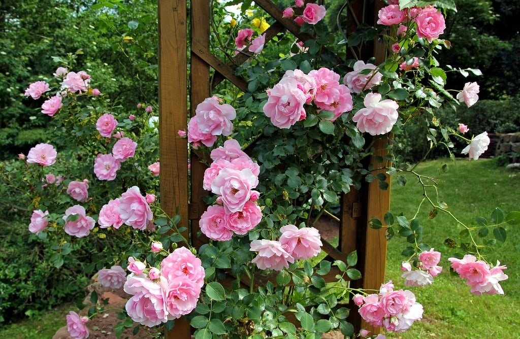 Les clés pour un jardin verdoyant toute l'année